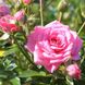 Саджанець троянди Тантау Sugar Baby (Шугар Бейбі)(закритий корінь) 774 фото 1