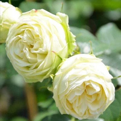 Саджанець троянди Тантау Wedding Piano (Весільне фортепіано)(закритий корінь) 775 фото