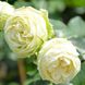 Саджанець троянди Тантау Wedding Piano (Весільне фортепіано)(закритий корінь) 775 фото 1