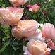 Саджанець троянди Нірп Ізабель Аутьє (Isabelle Autissier)(закритий корінь) 825 фото 1