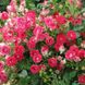 Саджанець плетистої троянди Шон Коблензерін (Schöne Koblenzerin)(закритий корінь) 697 фото 1