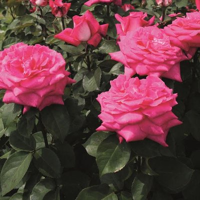 Саджанець троянди Тантау Acapella (Акапелла)(закритий корінь) 726 фото