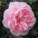 Саджанець троянди Нірп La Fontaine Aux Perles (La Fontaine Aux Perles)(закритий корінь) 826 фото 1