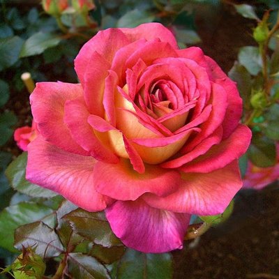Саджанець троянди Нірп Парфюм ді Грасс (Parfum de Grasse)(закритий корінь) 827 фото