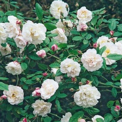 Саджанець плетистої троянди Венуста Пендула (Venusta Pendula)(закритий корінь) 649 фото