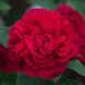 Саджанець англійської троянди Л. Д. Брайтвайт (L.D. Braithwaite)(закритий корінь) 599 фото 1