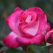 Саджанець троянди Ропару Rose Gaujard (Роуз Гожард)(закритий корінь) 722 фото 1
