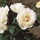 Саджанець троянди Тантау Uetersener Klosterrose (Монастир Ютерсенер)(закритий корінь) 777 фото 1
