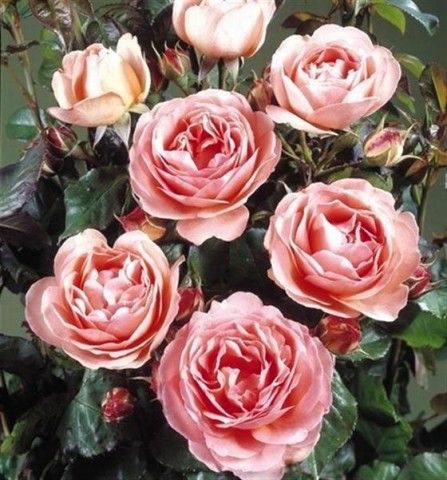 Саджанець троянди Поульсен Amelia Renaissance (Амелія Ренесанс)(закритий корінь) 778 фото