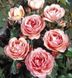 Саджанець троянди Поульсен Amelia Renaissance (Амелія Ренесанс)(закритий корінь) 778 фото 1