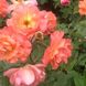 Саджанець плетистої троянди Вестерленд (Westerland)(закритий корінь) 650 фото 1