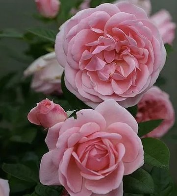 Саджанець троянди Поульсен Astrid Lindgren (Астрід Ліндгрен)(закритий корінь) 779 фото