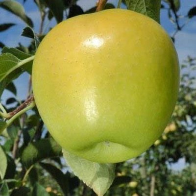 Саджанець яблуні "Голден Рейнджерс" (зимовий сорт, пізній термін дозрівання) 936 фото