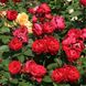 Саджанець троянди Тантау Ascot (Аскот)(закритий корінь) 729 фото 1