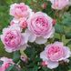 Саджанець англійської троянди Олівія Роуз Остін (Olivia Rose Austin)(закритий корінь) 601 фото 1