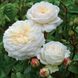 Саджанець троянди чайно-гібридної (садової) Транквіліті (Tranquillity)(закритий корінь) 551 фото 1