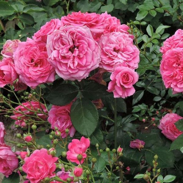 Саджанець англійської троянди Ля Рош Гийон (La Roche Guyon)(закритий корінь) 607 фото