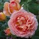 Саджанець англійської троянди Абрахам Дербі (Abraham Darby)(закритий корінь) 557 фото 1