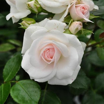 Саджанець троянди Тантау Aspirin Rose (Аспіринова троянда)(закритий корінь) 730 фото