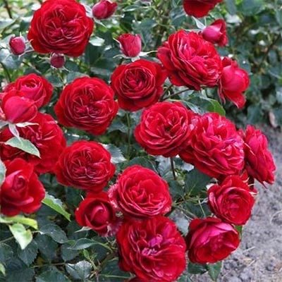Саджанець троянди Поульсен Balmoral (Балморал)(закритий корінь) 780 фото