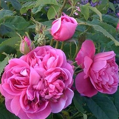 Саджанець плетистої троянди Глендора (Glendore)(закритий корінь) 652 фото