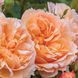 Саджанець англійської троянди Леді Гарденер (Lady Gardener)(закритий корінь) 602 фото 1