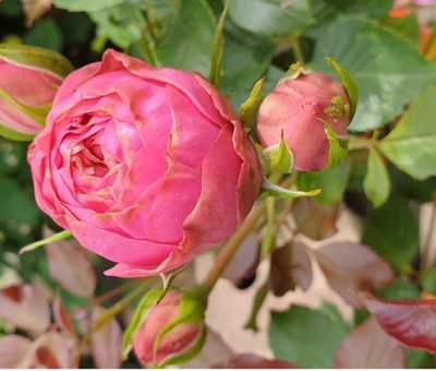 Саджанець троянди піоновидної "Хеппі Піано" (закритий корінь) 1540 фото