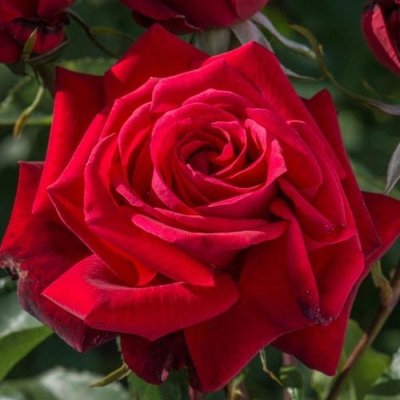 Саджанець плетистої троянди Дуфтзаубер (Duftzauber)(закритий корінь) 658 фото