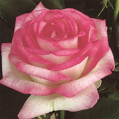 Саджанець троянди Тантау Biedermeier Garden (Сад Бідермайєр)(закритий корінь) 736 фото