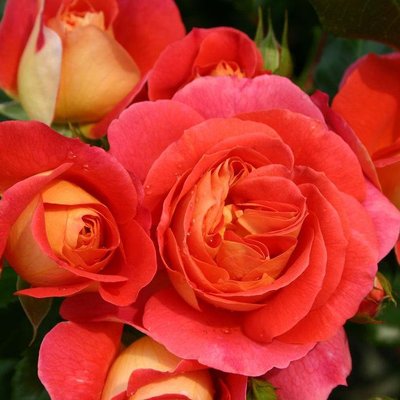 Саджанець англійської троянди Брати Грімм (Gebruder Grimm)(закритий корінь) 558 фото