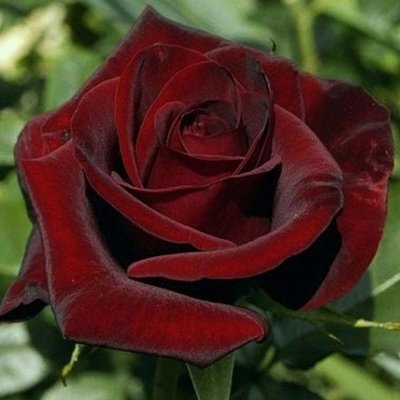 Саджанець троянди Тантау Black Magic (Чорна магія)(закритий корінь) 737 фото