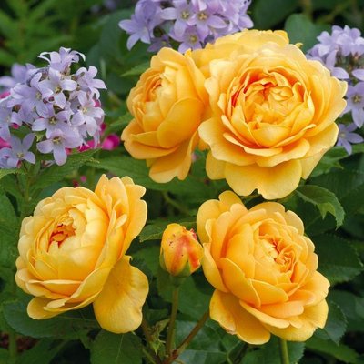 Саджанець англійської троянди Голден Селебрейшен (Golden Celebration)(закритий корінь) 559 фото