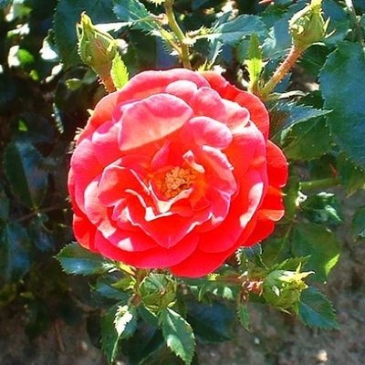 Саджанець троянди Поульсен Dacapo (Дакапо)(закритий корінь) 788 фото