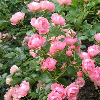 Саджанець плетистої троянди Зоммервінд (Sommerwind)(закритий корінь) 660 фото