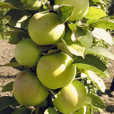 Саджанець колоновидної яблуні "Малюха" (літній сорт, ранній термін дозрівання) 1004 фото
