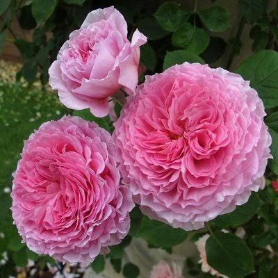 Саджанець англійської троянди Джеймс Гелвей (James Galway)(закритий корінь) 560 фото