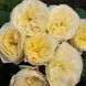 Саджанець троянди піоновидної "Вувузела Вайт" (закритий корінь) 1542 фото 1