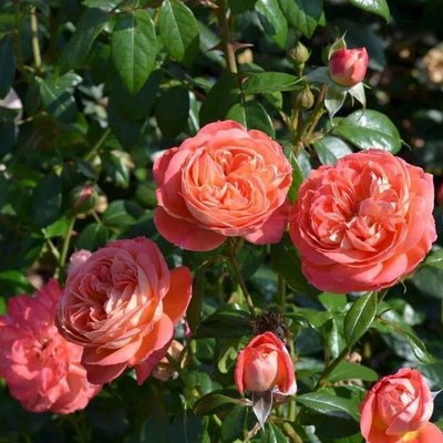 Саджанець плетистої троянди Квін Оф Хартс (Queen of Hearts)(закритий корінь) 661 фото