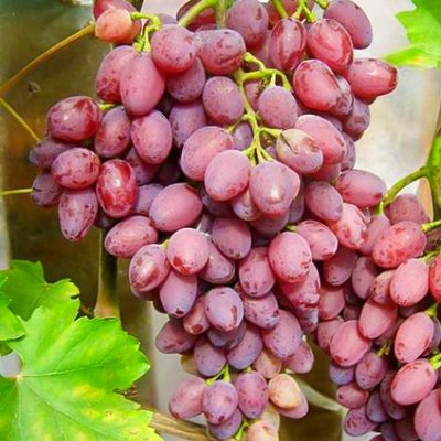 Саджанець винограду Кишмиш "Ассоль" (середній термін дозрівання) 1531 фото