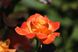 Саджанець троянди Поульсен Flora Danica (Флора Даніка)(закритий корінь) 789 фото 2