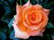 Саджанець троянди Поульсен Flora Danica (Флора Даніка)(закритий корінь) 789 фото 1