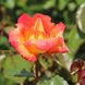 Саджанець троянди Тантау Caribia (Карібія)(закритий корінь) 739 фото 1
