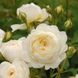 Саджанець англійської троянди Клер Остін (Claire Austin Climbing)(закритий корінь) 561 фото 1