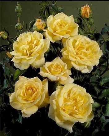 Саджанець троянди Поульсен Bella (Белла)(закритий корінь) 781 фото