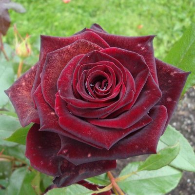 Саджанець троянди чайно-гібридної (садової) Чорна Магія (Black Magic)(закритий корінь) 553 фото
