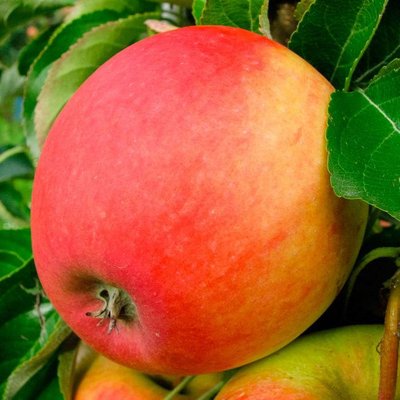 Саджанець яблуні "Пінова"( зимовий сорт пізній термін дозрівання) 938 фото