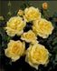 Саджанець троянди Поульсен Bella (Белла)(закритий корінь) 781 фото 1
