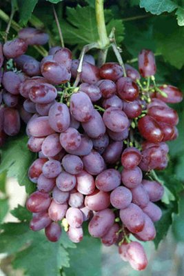 Саджанець винограду столового "Вікторія" (ранній термін дозрівання, не пошкоджується осами) 1533 фото
