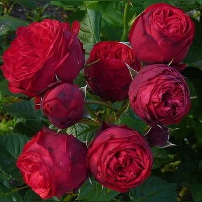 Саджанець троянди піоновидної "Піано" (закритий корінь) 1544 фото