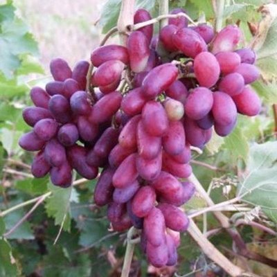 Саджанець винограду столового "Родзинка" (ранній термін дозрівання, надзвичайно смачні плоди) 838 фото